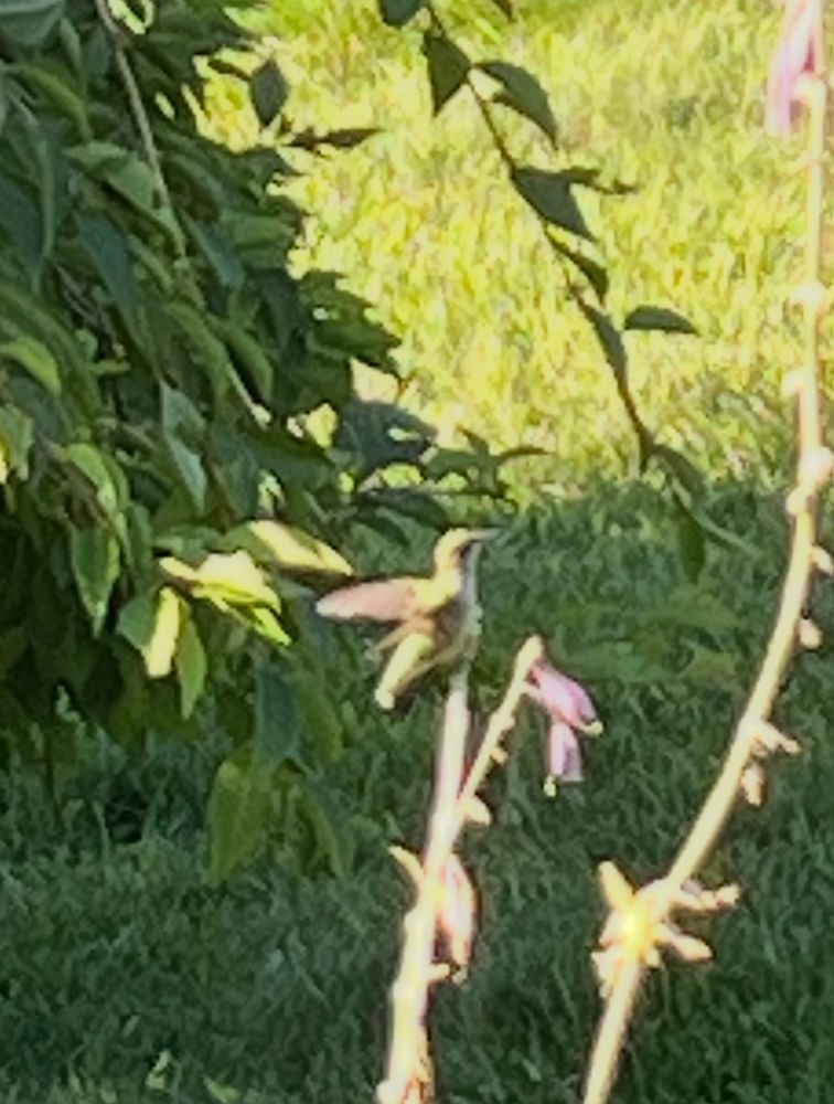 Heidi Hummingbird visits the hostas every day.