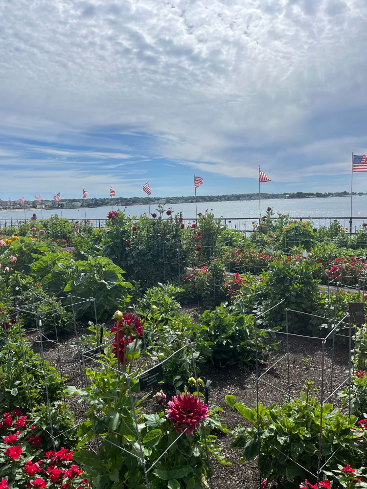 One of several dahlia gardens along the waterfront. Each one is tagged with name of flower and dedicatee.