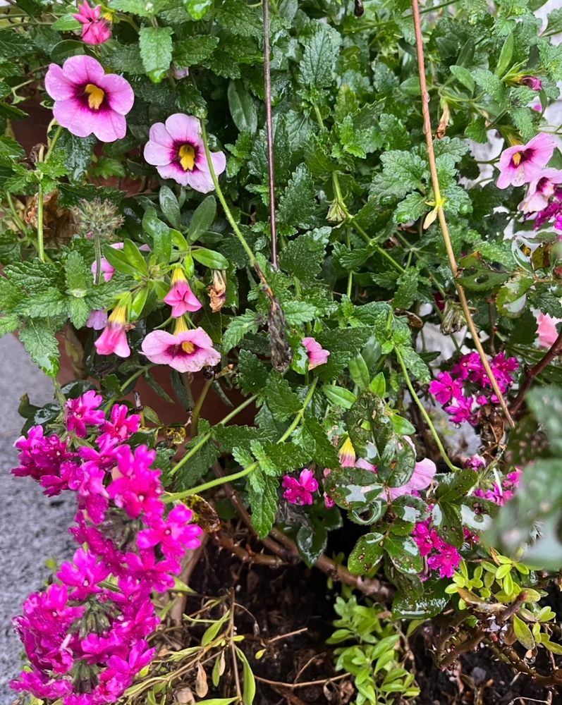 More flowers at the base of my potted mandevillas in yesterday’s rain.
