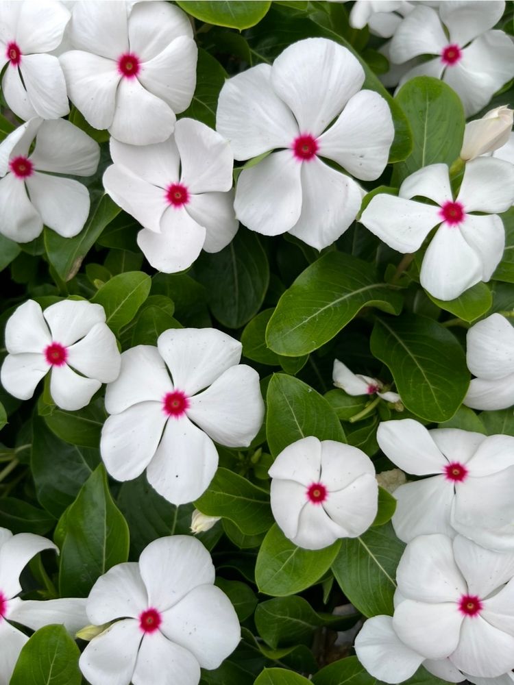 White Impatiens. Just sitting patiently.