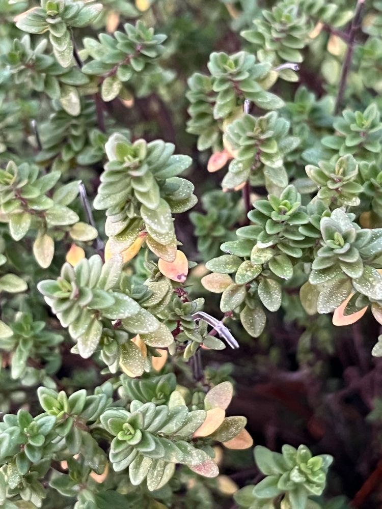Lemon thyme returns every year.