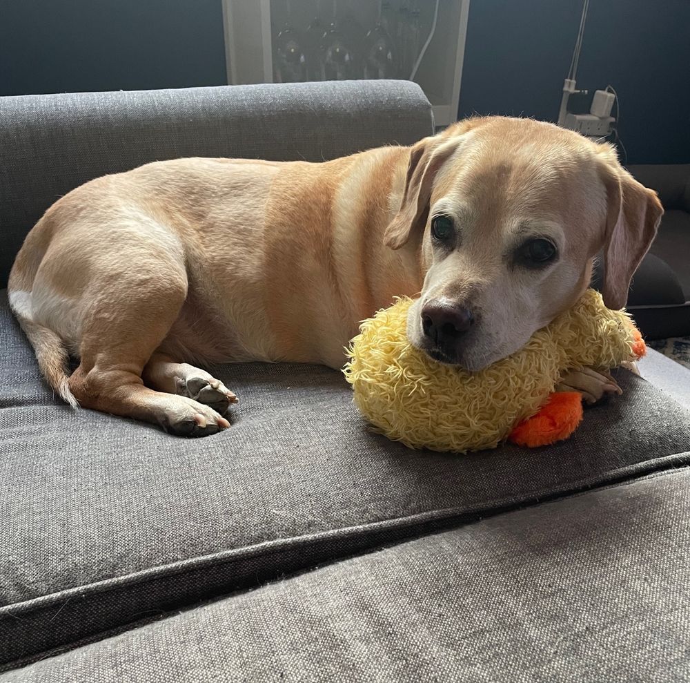 A long yellow dog with a sweet old face is on a gray couch, resting his head on a yellow duckie stuffed toy