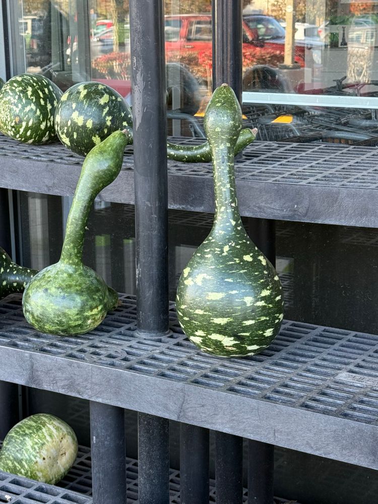 Two greenish gourd things. They look like dicks with big balls. 