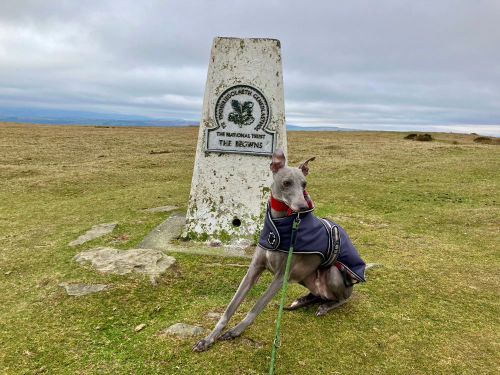 A whippet sitting in front of a trig point