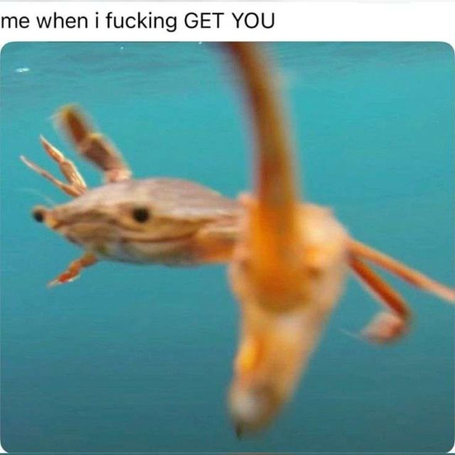 text says: me when i fucking GET YOU

image: a crab is attacking the camera (viewer)