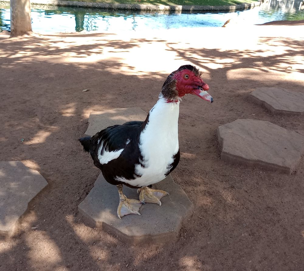 Here's a photo of a lovely Muscovy duck. There's a little pond in the background.