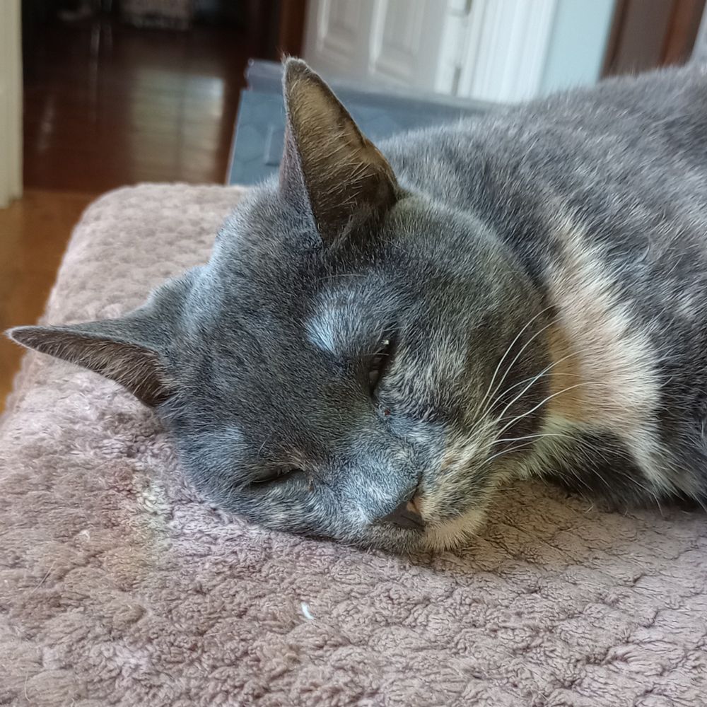 Here's a lovely photo of Rilla, our gray and white kitty. She's resting on a brown blanket with her eyes barely open.
