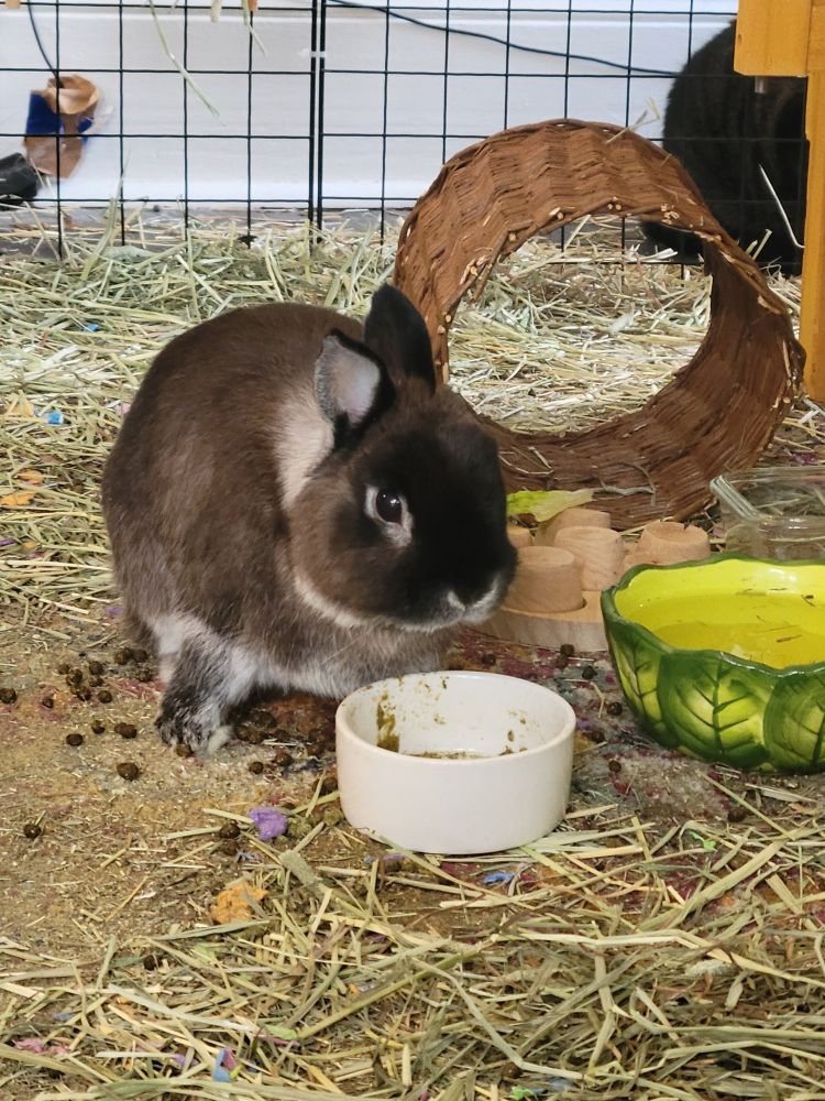 Muffin with a wide ass stance over his food bowl