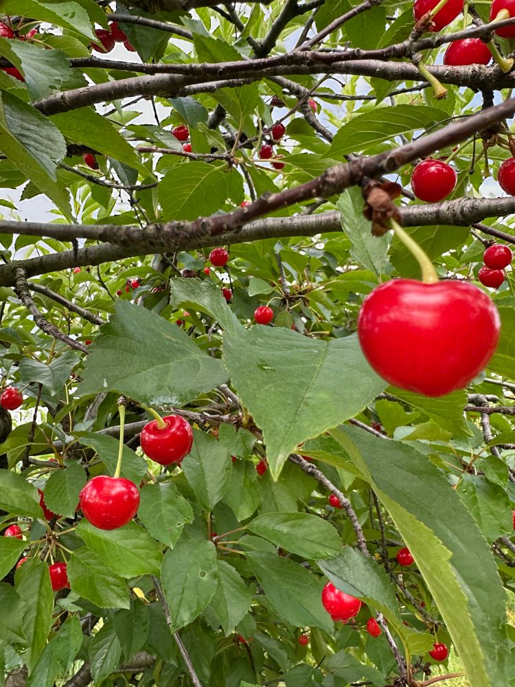Tart cherries on a tree in Michigan 2025