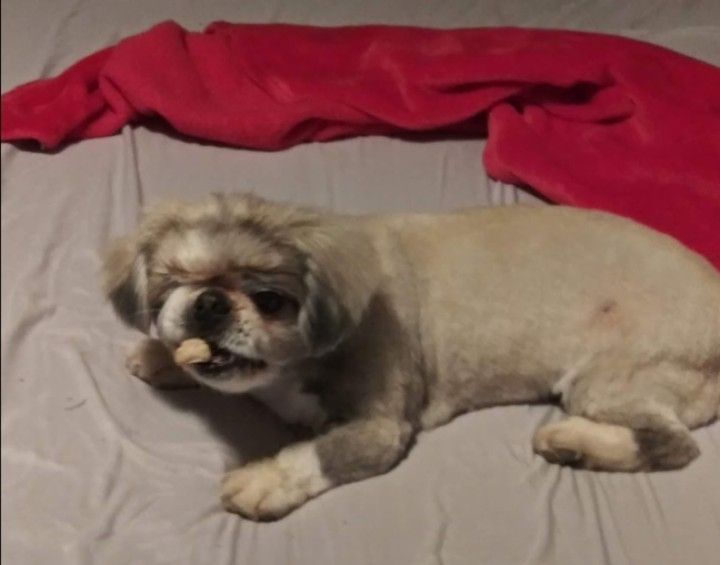 Missing my Beau Beau one eyed trouble making Peki
Five years, really does not seem that long ago. 
Ouch sadness 
I can mear him
Bark, bark, bark, grunt, grunt, grunt, love, love, love

