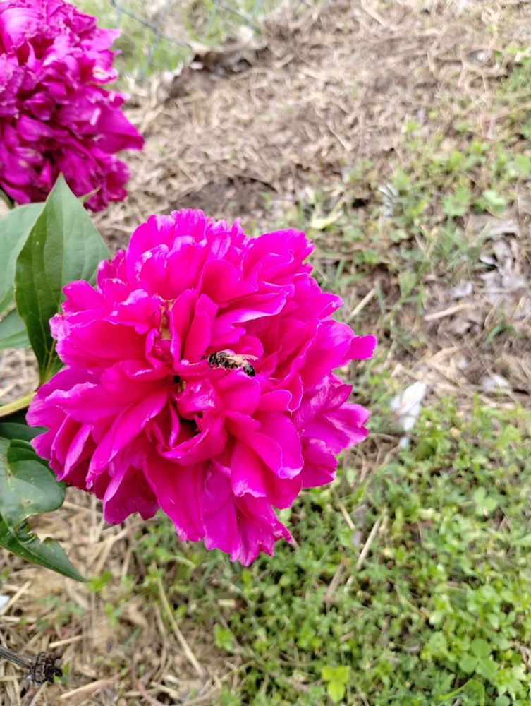 A picture of a peony with a honey bee on it. 