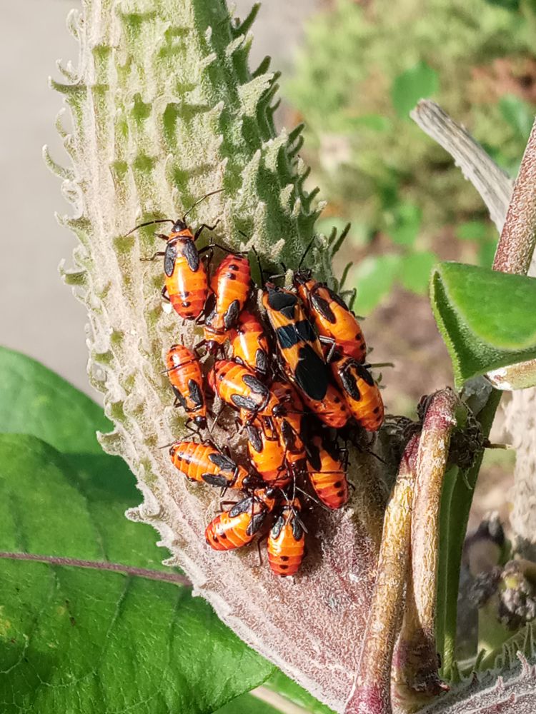 Milkweed seed pod with approximately 20 insects of unknown species clustered together.  The insects have long, oval, reddish-orange bodies with short black wings and three black spots at the ends of their bodies.