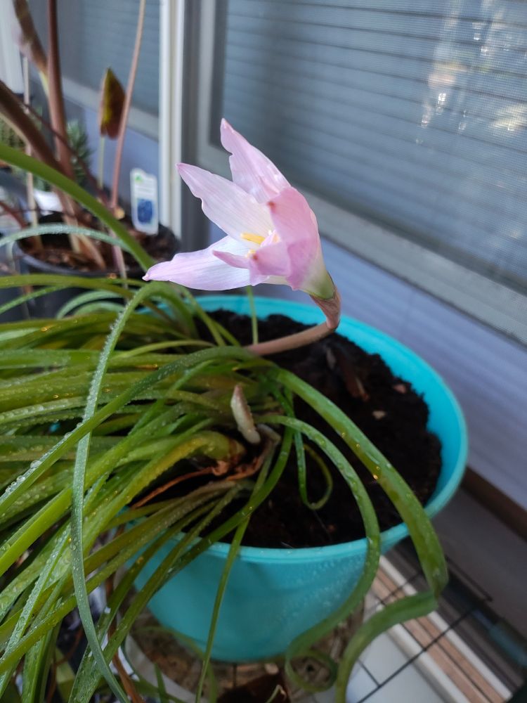 potted rain lily plant. side view of its first flower just starting to open