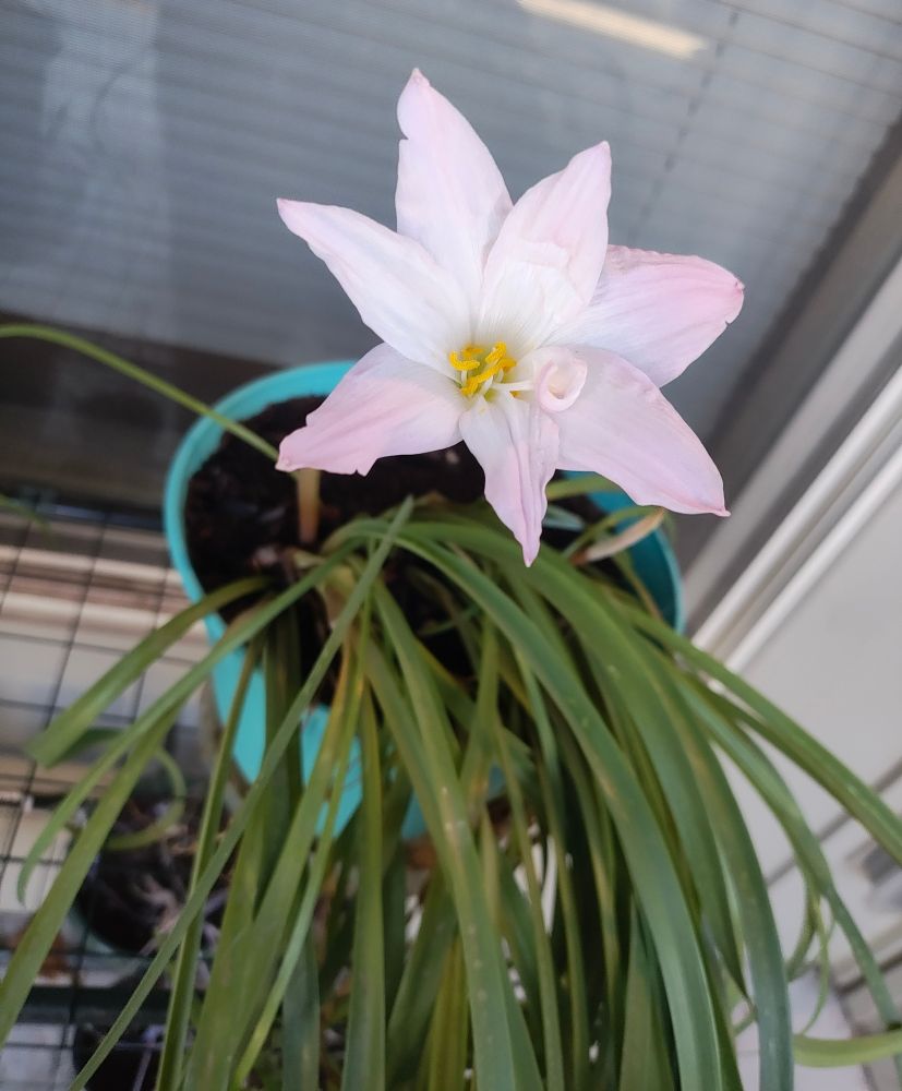 a potted rain lily plant. the main focus is one blooming flower with a 2nd little flower still growing