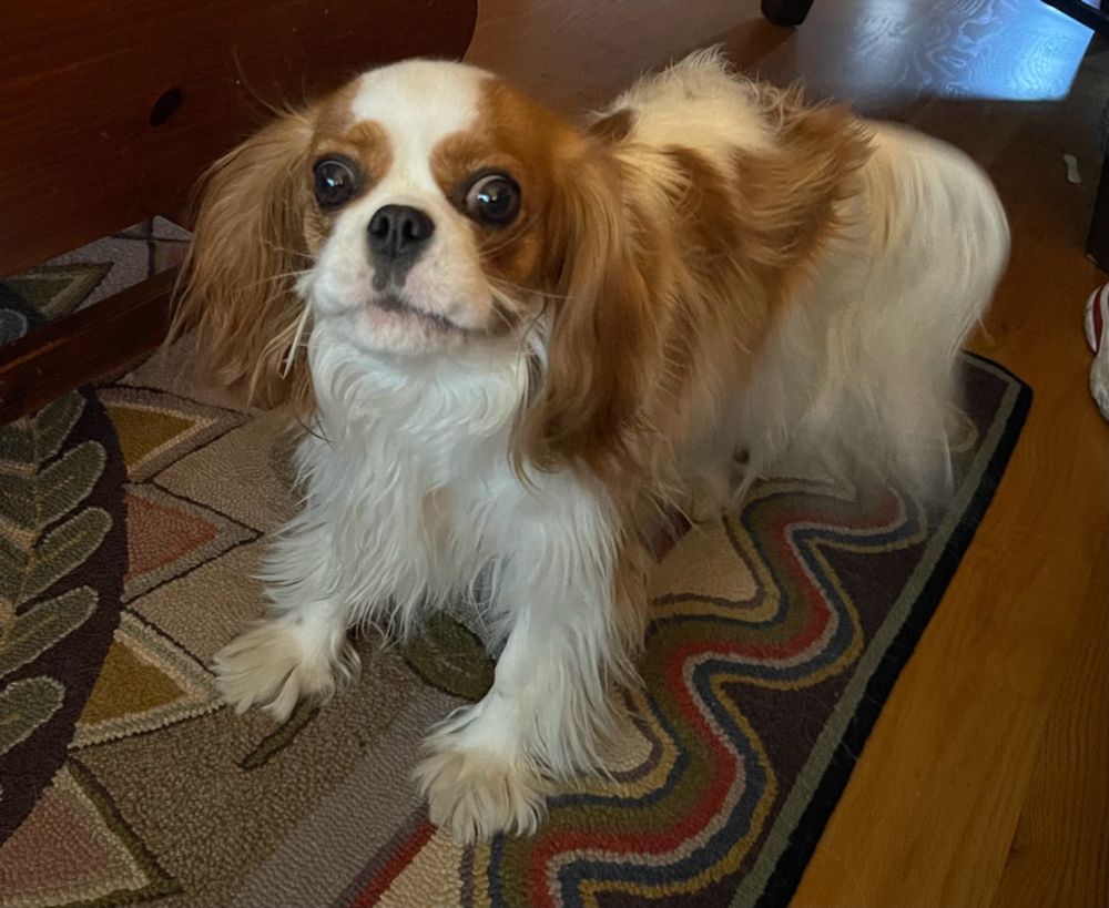 Jenny Penny growls hello!