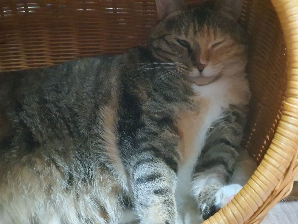 삼색 줄무늬 고양이가 라탄하우스 안에서 기지개를 켜며 하품하기 직전의 모습