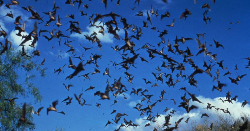 Child dies from rabies after bat found in room, Canada officials say