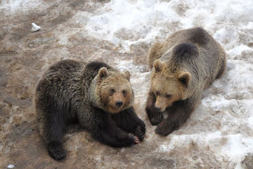 Les ours commencent leur hivernation dans les Pyrénées : quatre choses à savoir sur ce phénomène extraordinaire et mystérieux