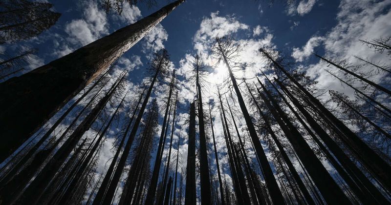 Résilience. Tels le phénix, les séquoias californiens renaissent de leurs cendres