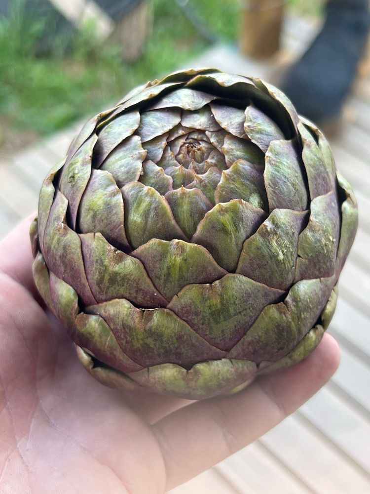 Um botão grande de alcachofra e um pedaço da palma da mão. 