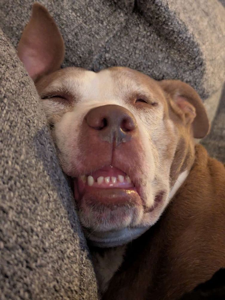 Sleepy Dolly with her lol teefs. She's a brown and white Pitty mix