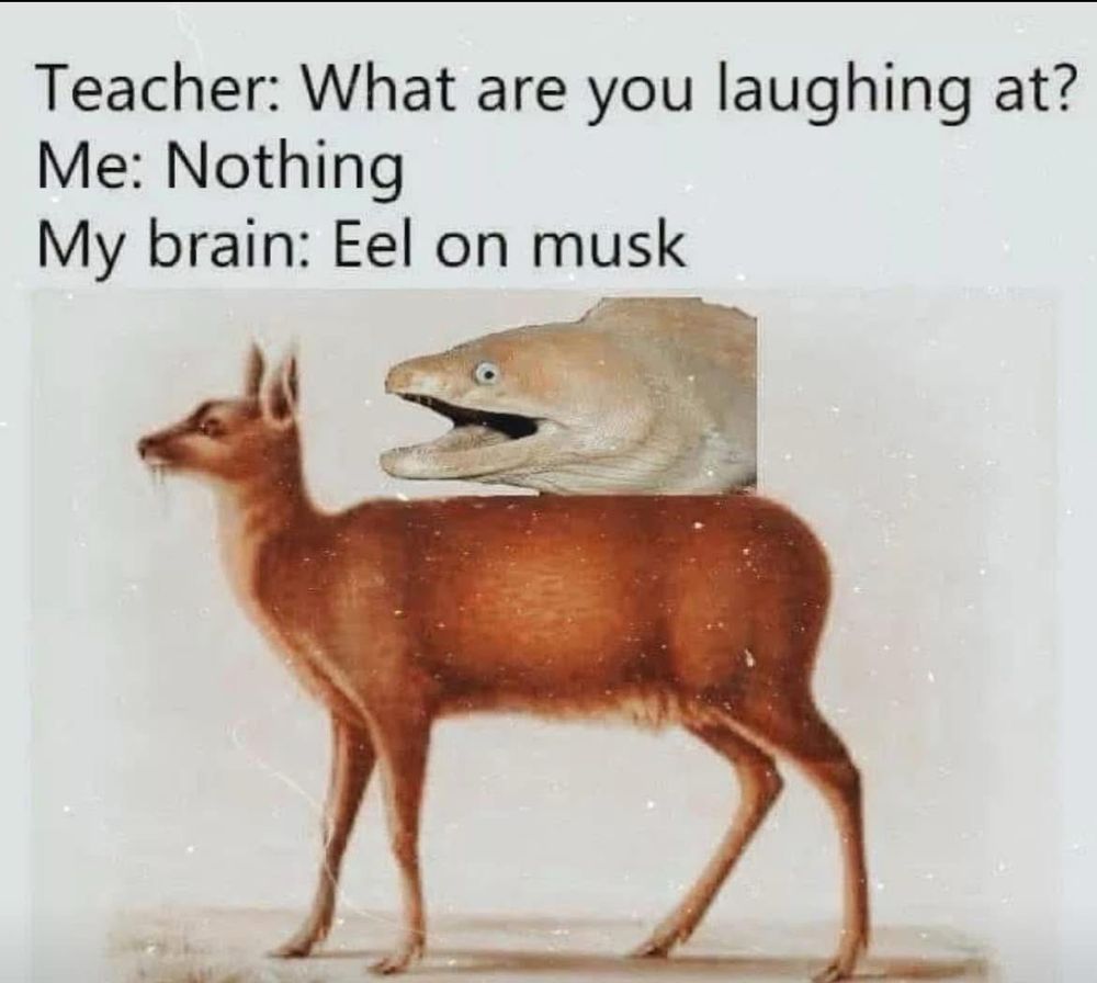 A meme of an eels head transposed on a musk deer. With the text 
Teacher: What are you laughing at? 
Me: Nothing 
MY brain: Eel on musk 