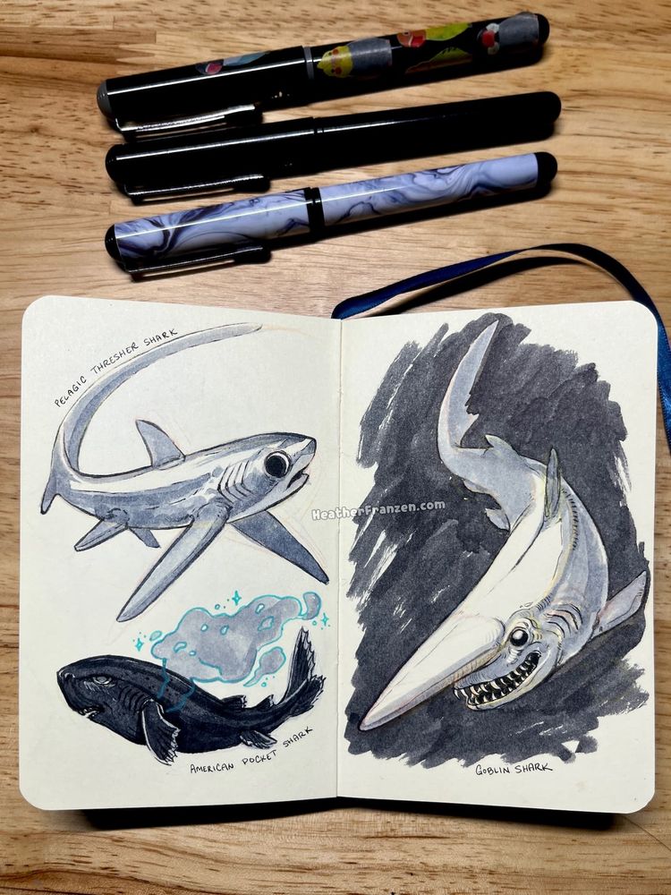 Three more sharks on another sketchbook spread: Pelagic Thresher Shark, American Pocket Shark, and Goblin Shark.