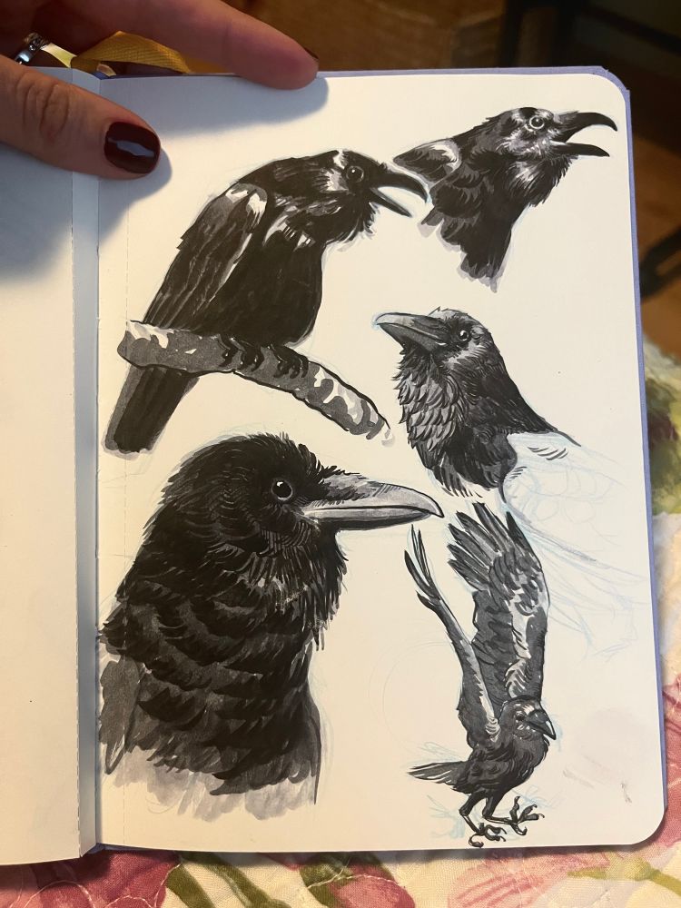 Holding my sketchbook open to a page with five ink drawings of ravens.