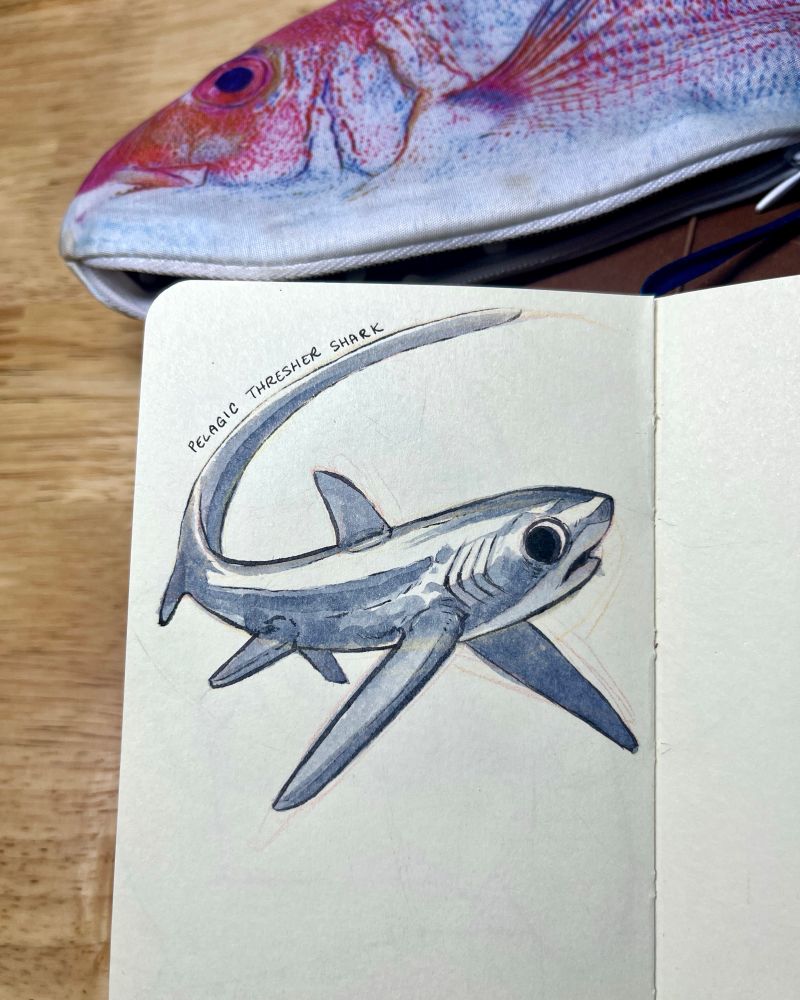 Sketch of a shark