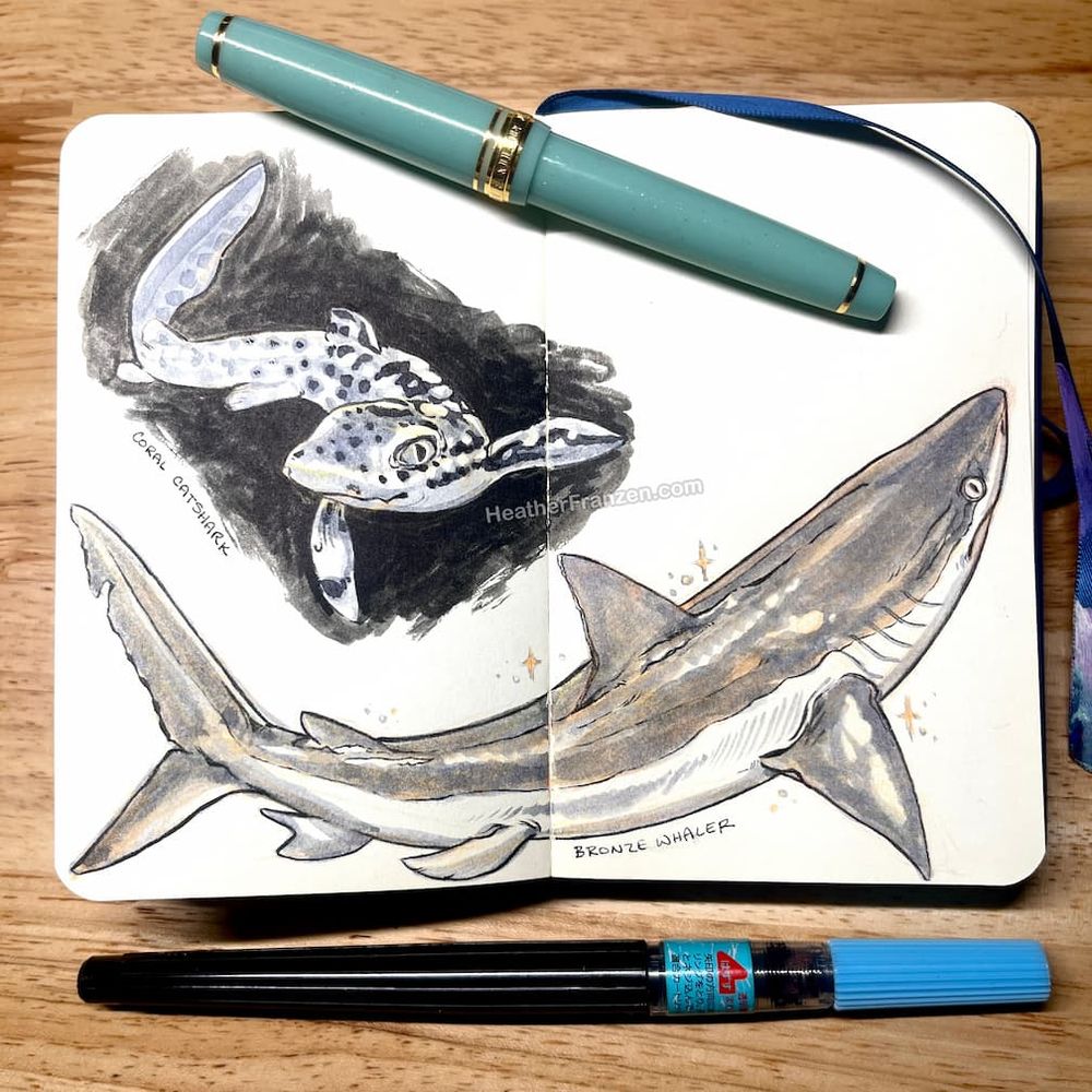 Sketchbook spread with two sharks drawn so far. One labeled coral catfish and the other labeled bronze whaler. A couple of pens are arranged around the sketchbook.