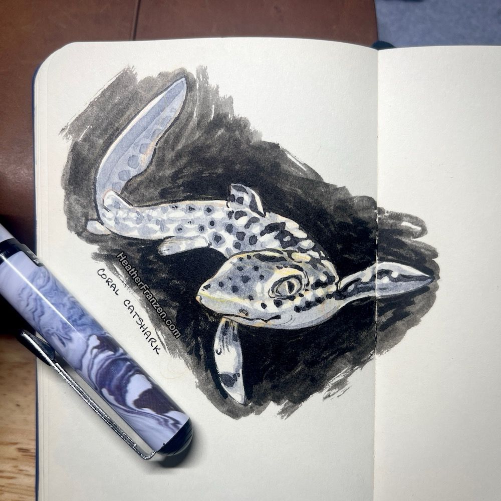Ink drawing of a coral catshark. One pen is in the photo holding the page down.