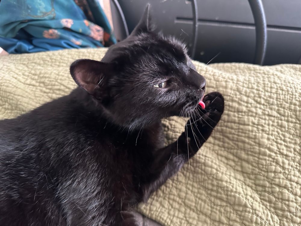 A photo of a black cat lying on a blanket, licking her own paw with half-open eyes, looking very relaxed.