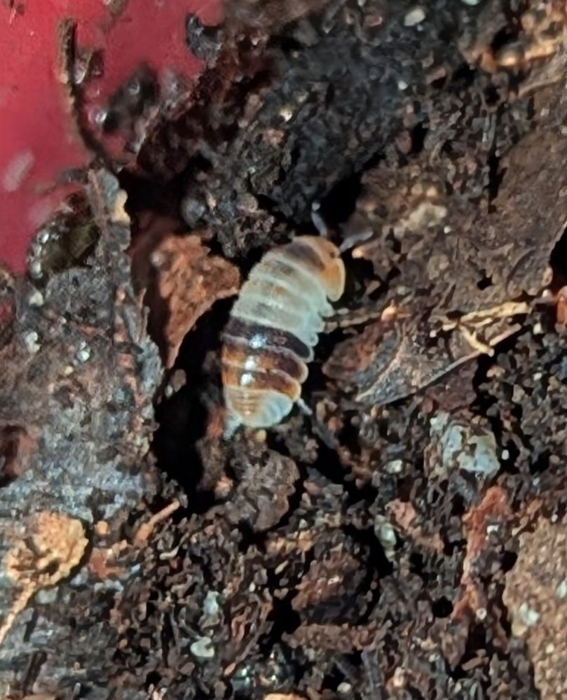 A sub-adult Cubaris sp. White Shark Isopod 