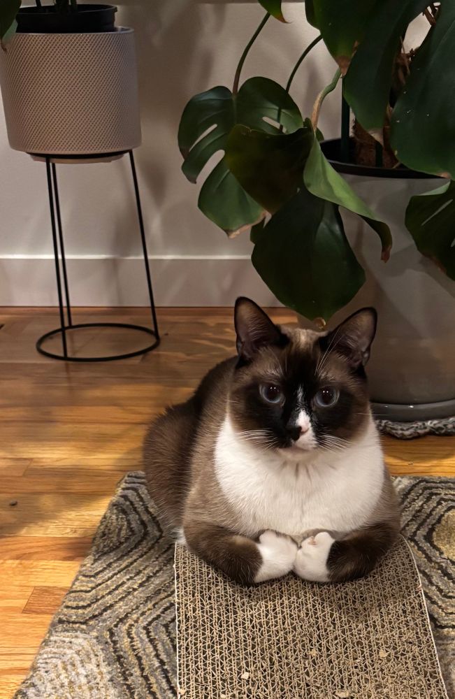 Rocky a moggie/siamese mix sitting with his massive polydactyl paws in front of him looking a bit gormless and like he might be about to tell us a story. 