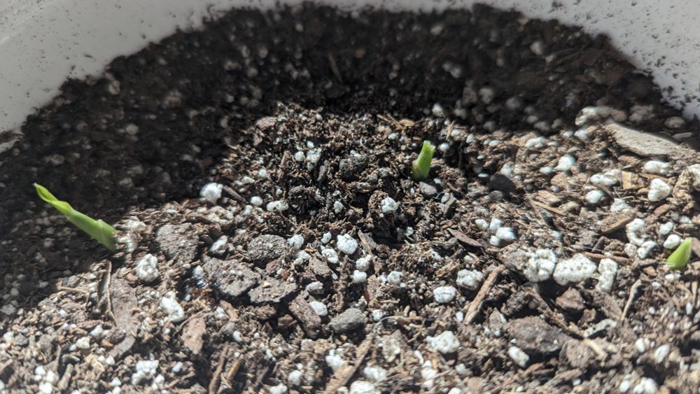 three little ginger sprouts emerging from the soil.