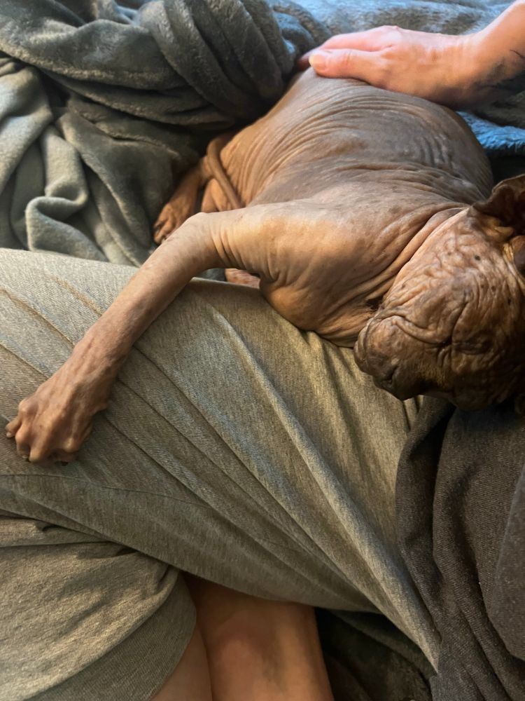 My sphynx cat is asleep with his head resting, as well as his arm thrown over, my thigh that's in grey sweats. 