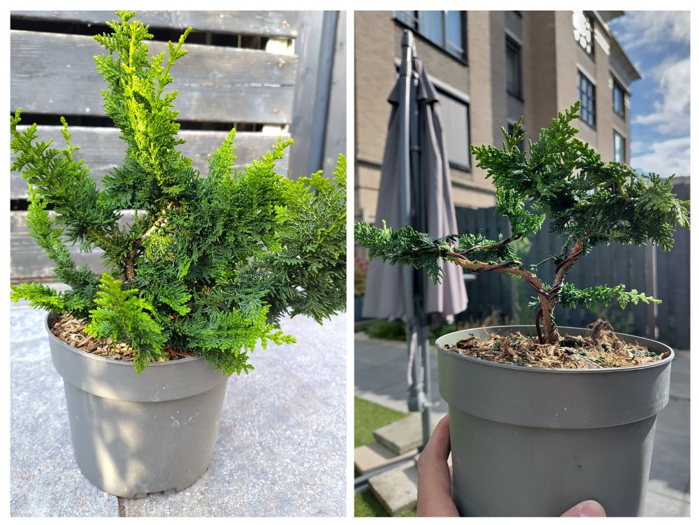 Before and after of the Hinoki Cypress.