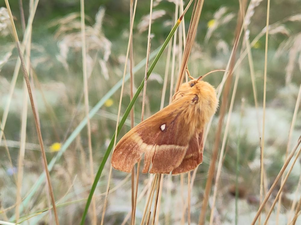 A stunning brown moth on a gras blade. It's head looks fluffy. 