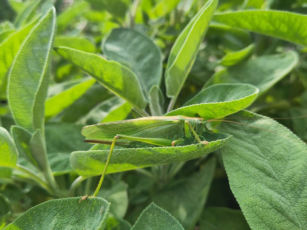 Green grashopper on a sage bush