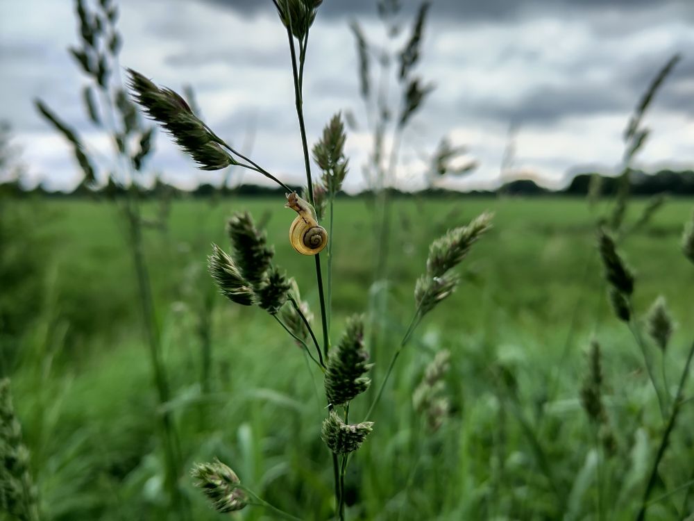 Tiny snail crawling up a grass