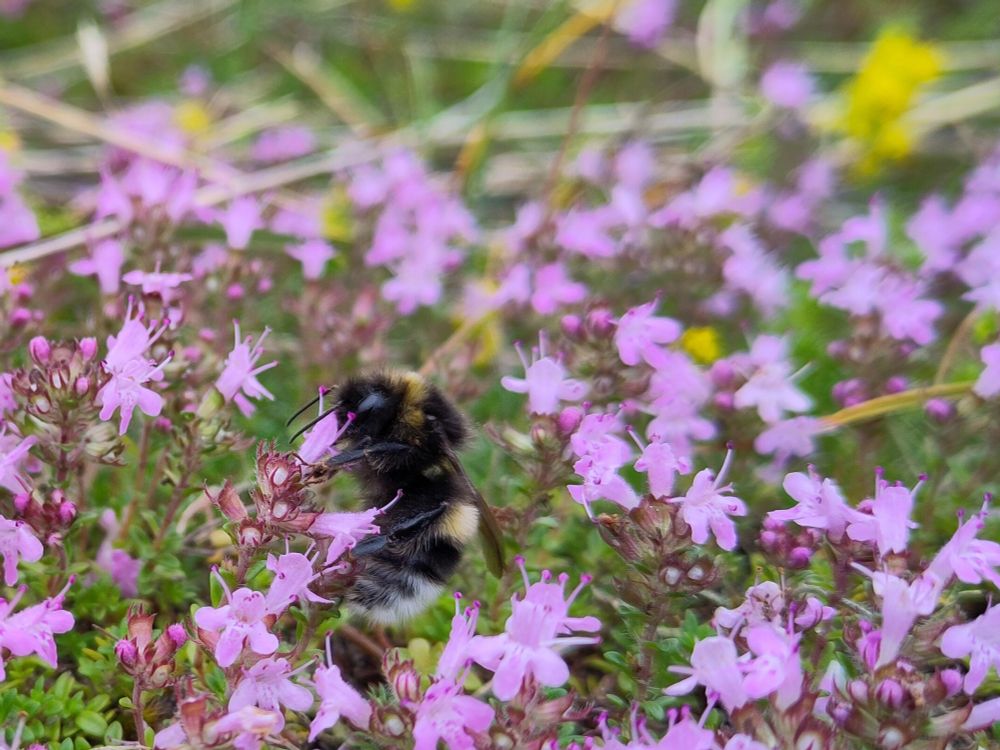 Bumblebee collecting pollen from tiny heather flowers. 