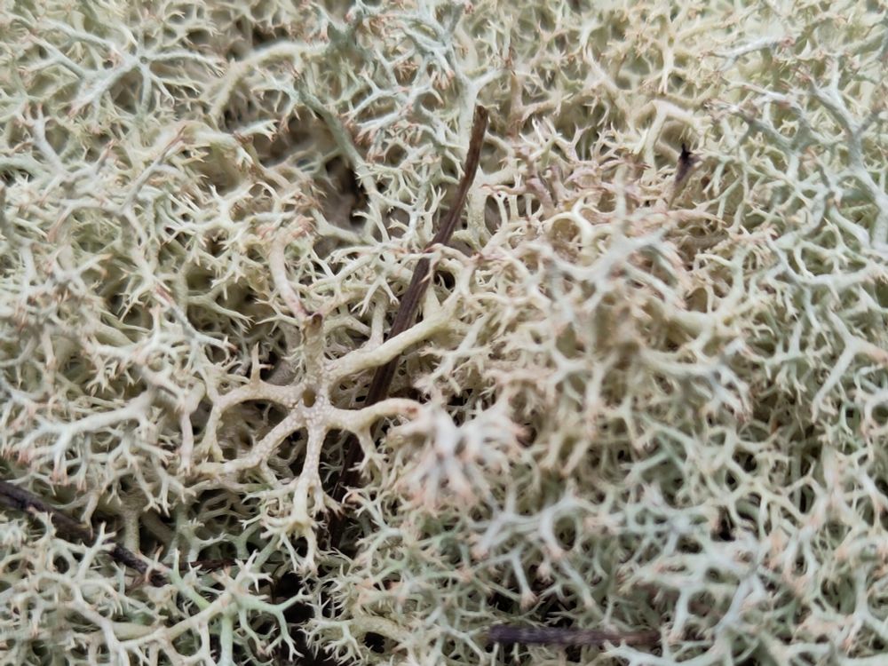 Lichen closeup