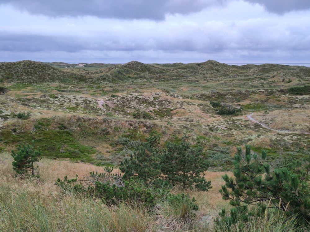 Grassy sanddunes with a few pine trees. A tiny strip of ocean is visible behind them, the sky is cloudy. 