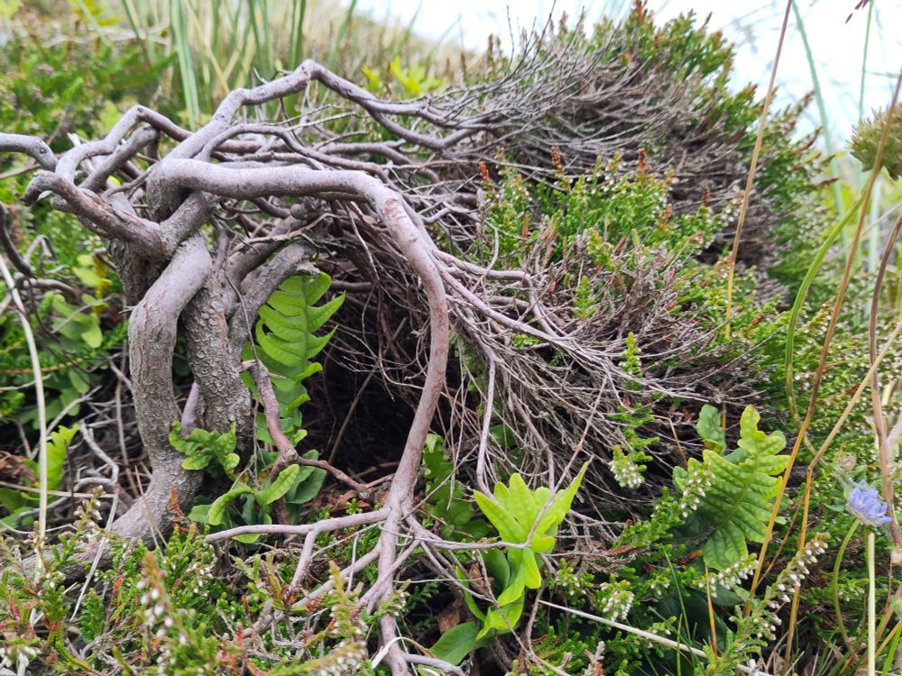 A tiny heather bush is grown in a way that makes it look like wonky willow tree. Little ferns and grasses next to it somewhat give away it's size. 