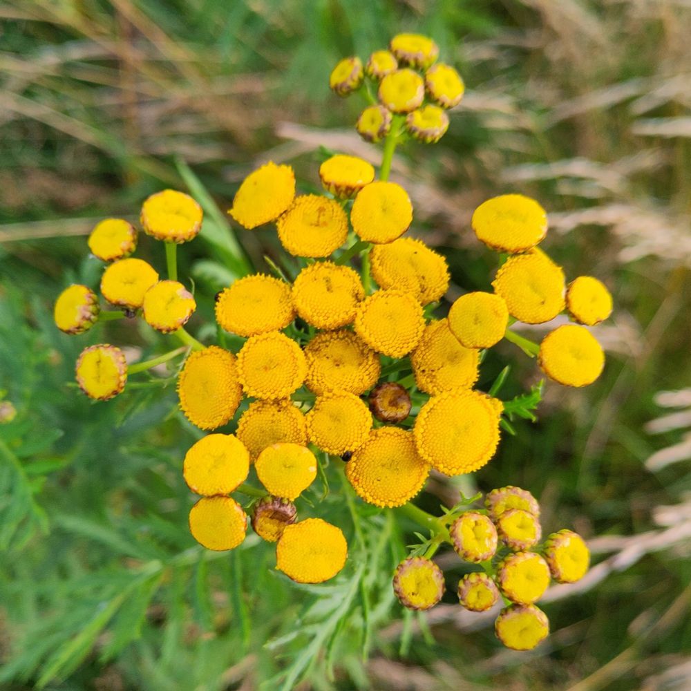 Tansy flower with its yellow circles from above. 