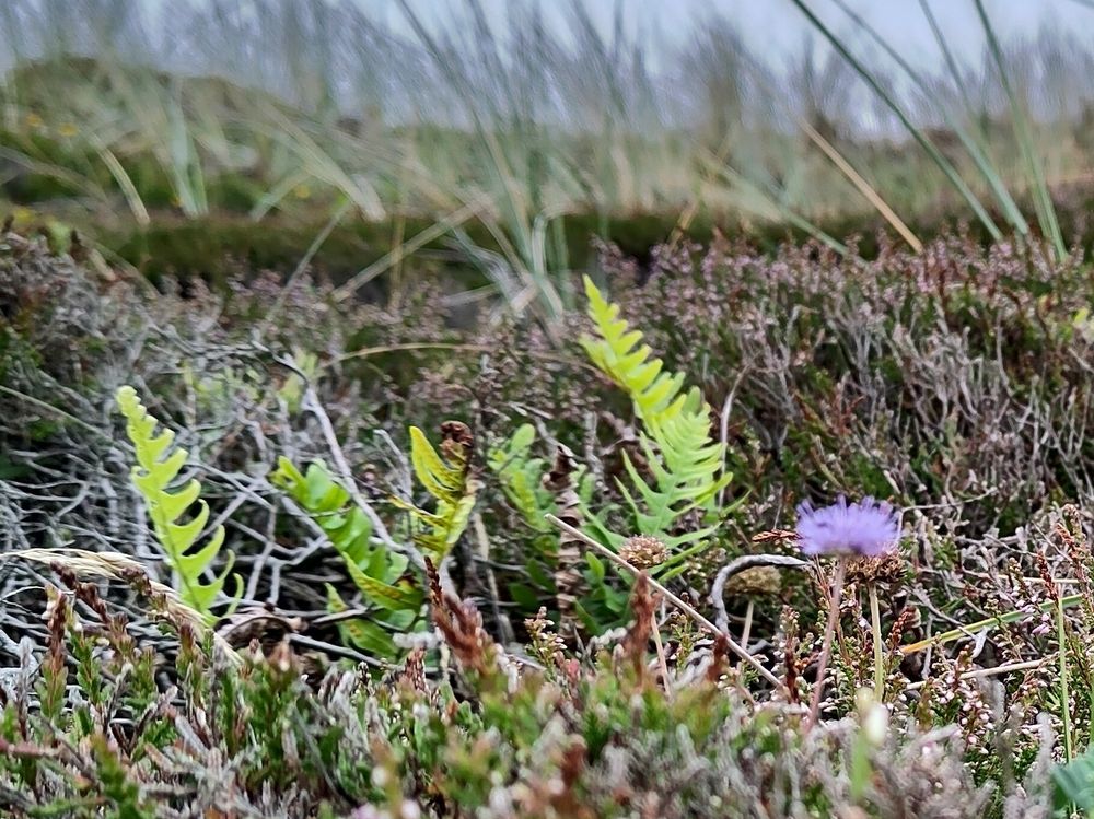 Heather, small fern leaves and a purple flower. 
