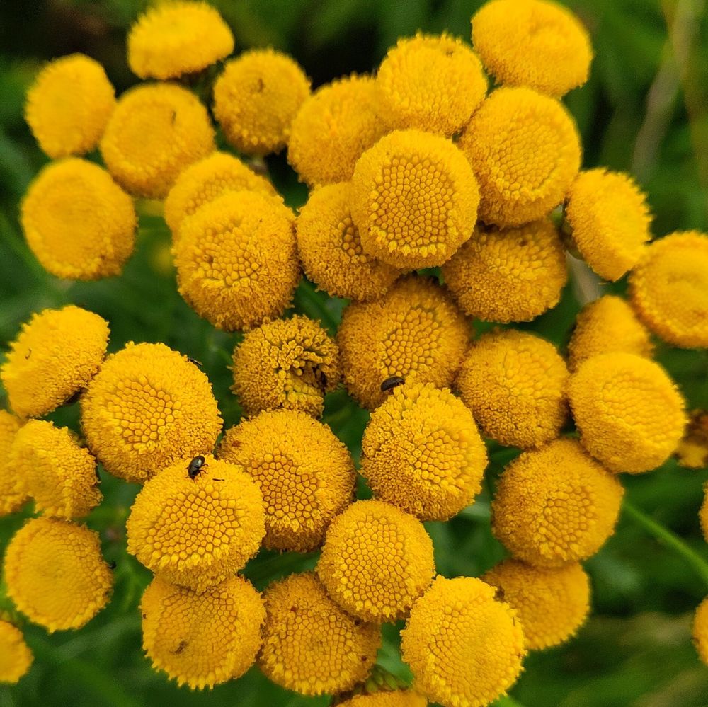 Tansy flower with its yellow circles from above. 