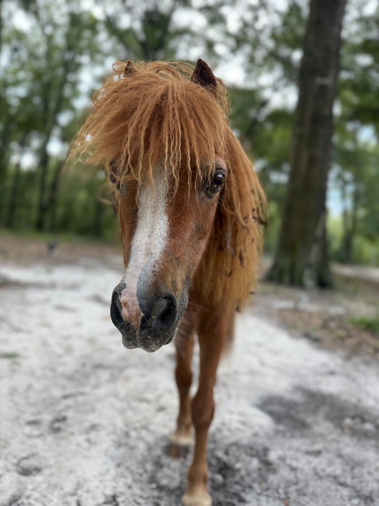  Mini horse with leaves in his thick mane 