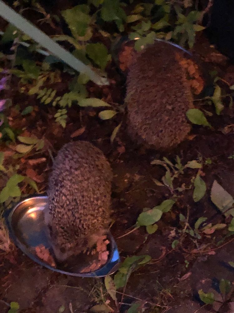 Två igelkottar vid matskålar.  