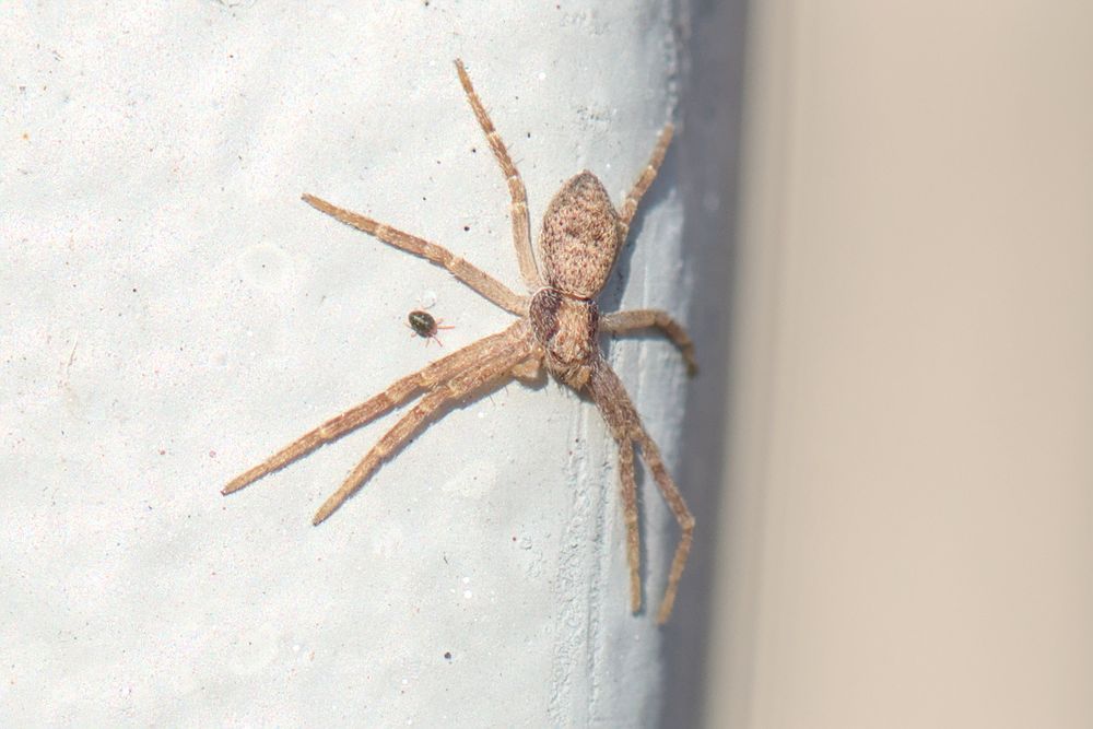 A browns spider with a small black mite between their legs